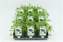 Afbeelding van Rucola Bio Set(x9)